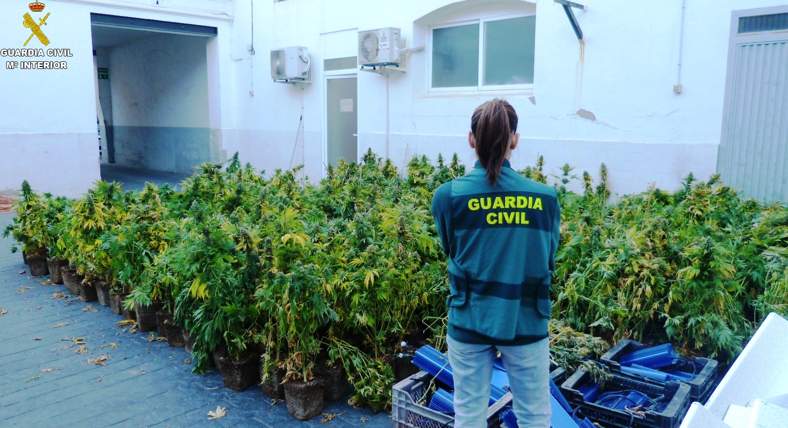 La Guardia Civil detiene a tres personas por cultivar 500 plantas de marihuana en una nave de Burriana