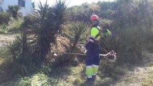 El Consorcio río Mijares retira flora exótica del Paisaje Protegido de la Desembocadura