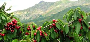 L’Ajuntament ha programat una visita a la recollida de la cirera en la Jana