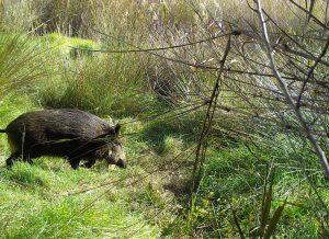 Fauna salvaje en el Paisaje Protegido de la Desembocadura del Mijares