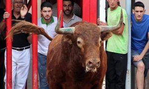 Último día de toros en Almassora para despedir las fiestas de Santa Quitèria