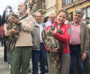 Medio Ambiente refuerza la reintroducción del quebrantauesos con la liberación de dos nuevas crías en la Tinença de Benifassà