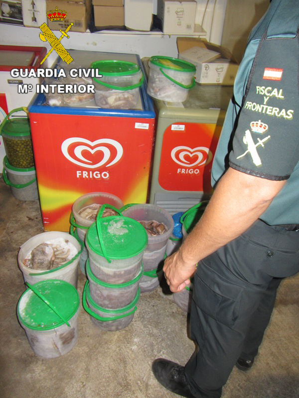 La Guardia Civil incauta 97 kilos de pulpo de roca congelado extraído de forma ilegal y dispuesto para su comercialización en Burriana