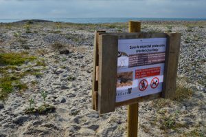 Campaña de protección de aves en el Paisaje Protegido de la Desembocadura del río Mijares