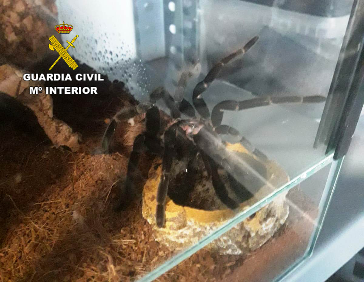 La Guardia Civil descubre más de 400 tarántulas en la localidad de Xilxes