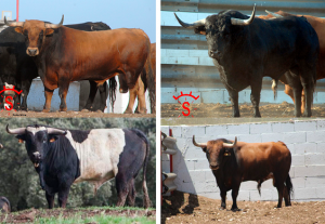 La Llosa presenta los cuatro toros de fiestas