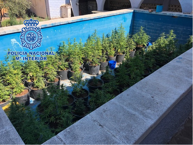 La Policía Nacional  detiene a dos personas que cultivaban marihuana en una piscina