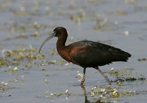 Cinco moritos comunes visitan el Paisaje Protegido de la Desembocadura del río Mijares