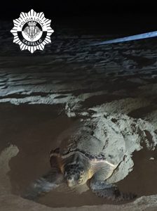 La Policía Local de Castelló colabora con la Universidad de Valencia para trastocar 112 huevos de una tortuga que había desovado en la playa del Serradal