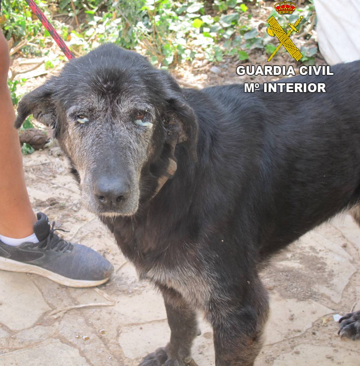 La Guardia Civil detiene a un varón por un delito de maltrato animal en Benicarló