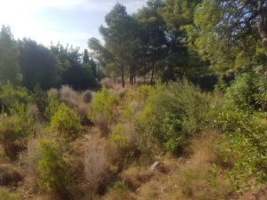 Toledo denuncia el riesgo extremo de incendio del paraje de la Magdalena por la falta de mantenimiento