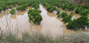 AVA-ASAJA estima que la gota fría provoca más de 100 millones de pérdidas en los cultivos agrícolas de la Comunidad Valenciana