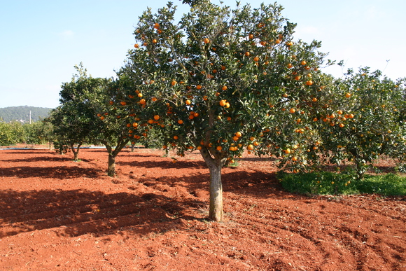 Compromís advierte que «lloverá sobre mojado» en los problemas de nuestra agricultura