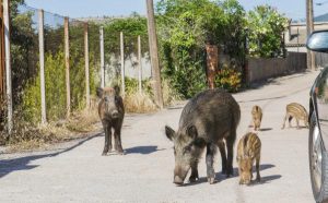 Nuevas quejas de los vecinos de La Parreta por la superpoblación de jabalíes