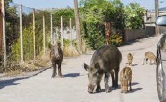 La superpoblación de jabalíes en Montornés y la Parreta sigue preocupando