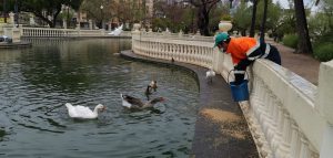 Las brigadas municipales alimentan a los patos del parque Ribalta