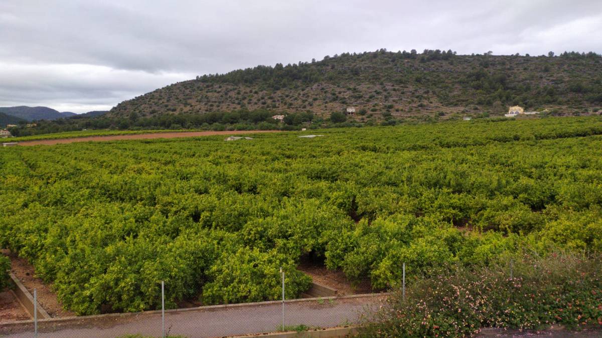 FEPAC-ASAJA denuncia que algunas actuaciones policiales dificultan el acceso de agricultores a sus fincas