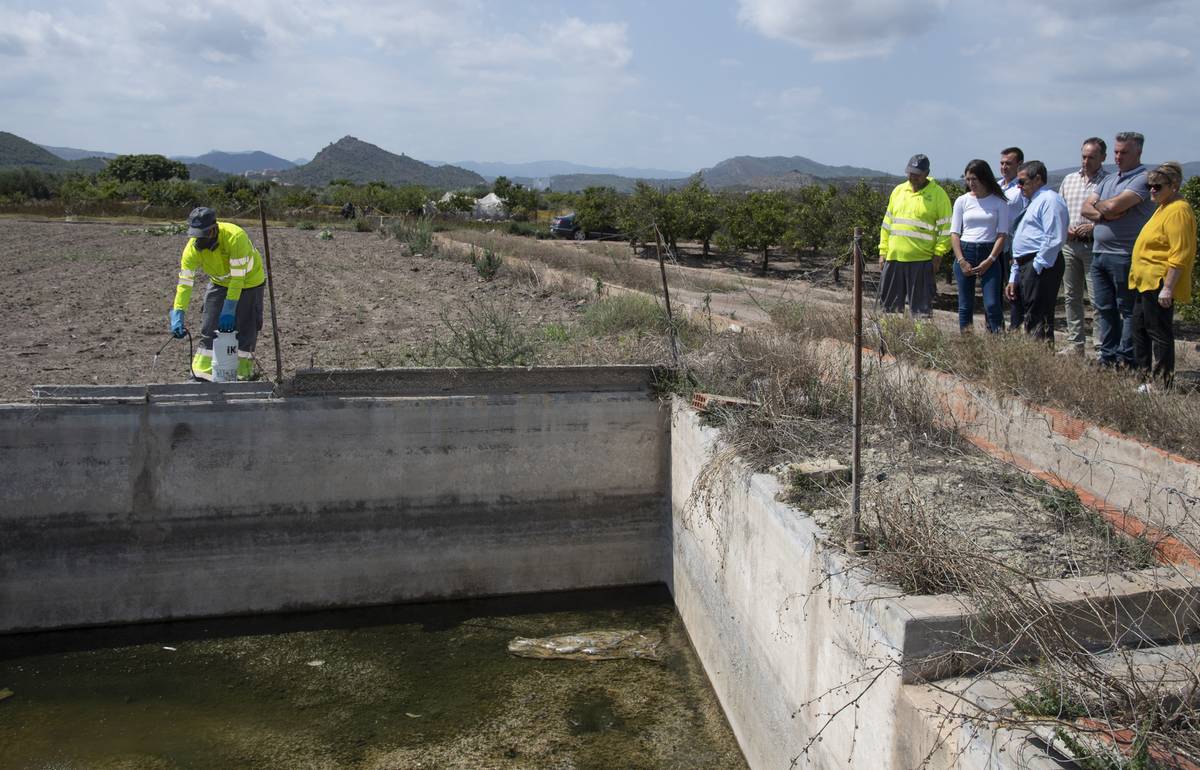 La Diputación intensifica los tratamientos contra el mosquito tigre en la provincia de Castellón