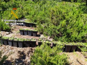 La Guardia Civil detiene a una persona por cultivar 100 plantas de marihuana cerca del Santuario de la Virgen de Vallivana