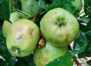 La intensa actividad tormentosa  afecta sobre todo a frutales y cultivos herbáceos