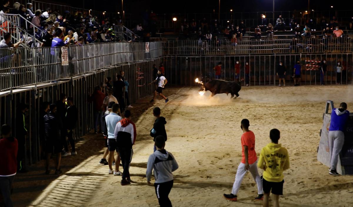 Toros embolados