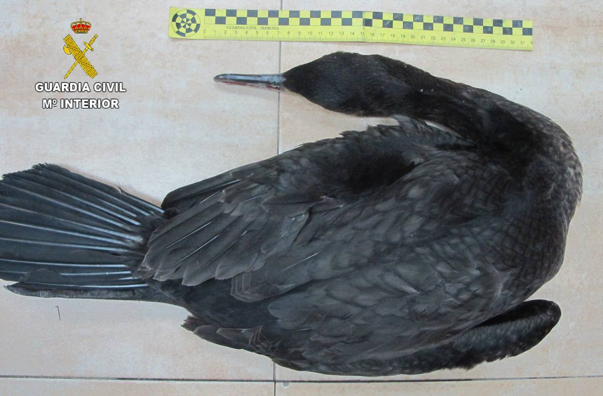 Investigado un vecino de Massamagrell por abatir a un cormorán en la localidad de Segorbe