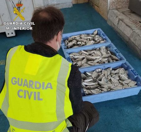 La Guardia Civil ha aprehendido 33,5 kg de dorada de talla antirreglamentaria en la localidad de Vinaròs