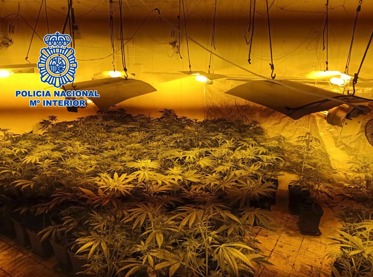 La Policía Nacional desmantela un cultivo «indoor» de marihuana en el núcleo urbano de Vila-real