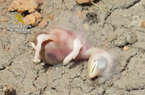 La Guardia Civil investiga a una persona por la destrucción de nidos de golondrina (hirundo rustica), huevos y crías