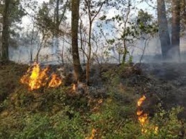 A los jabalíes se une el riesgo de incendio en Montornés