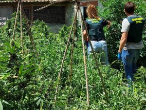 La Guardia Civil incauta cinco armas de fuego y desmantela una plantación de marihuana en Benicarló