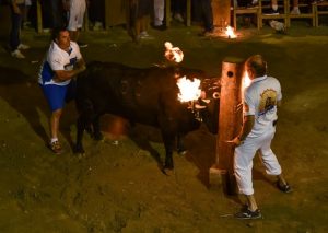 Segorbe celebrará una nueva edición del Concurso de Ganaderías en una plaza portátil