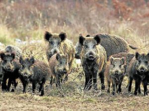 Llegan noticias alarmantes sobre la sobrepoblación de Jabalíes.