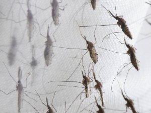 Vecinos de Montornés piden ayuda ante la plaga de mosquitos