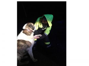 La Policía Local de Almenara recibe el galardón a las Experiencias y Buenas Prácticas en el Servicio Policial por la Protección Animal