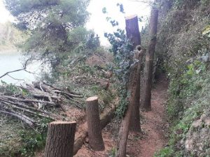 Retiran los olmos secos de la desembacadura del mijares