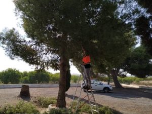 Xilxes prepara su cementerio para el Día de Todos los Santos