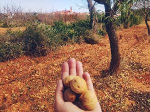 Josefa Zapata Carmona, ganadora de la segunda edición del Concurso de Fotografía de Recogida de Almendras de Albocàsser