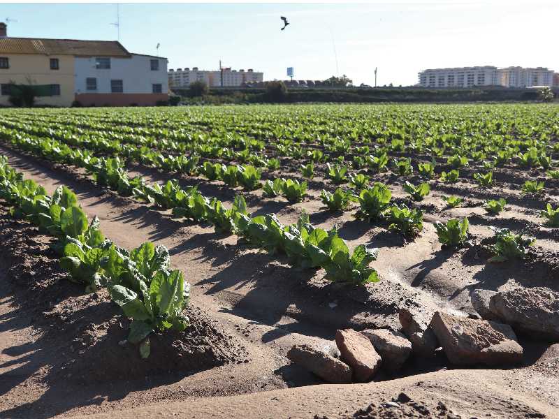 Un estudio de la UPV y el CSIC destaca el papel de la Huerta de Valencia en la transformación del sistema agroalimentario de la ciudad