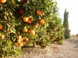 Los agricultores de la Comunidad saldrán a la carretera el 3 de diciembre para reclamar medidas «ante la escalada histórica de costes y la crisis de precios»