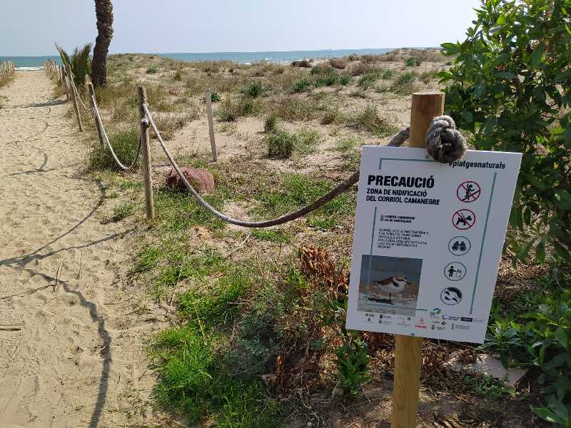 Castellón organiza una nueva actividad de observación de aves este viernes en la playa del Serradal