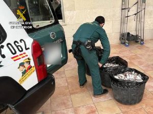 La Guardia Civil ha aprehendido 213,25  kg de aligote de talla antirreglamentaria  en las localidades de Vinaròs y  Benicarló