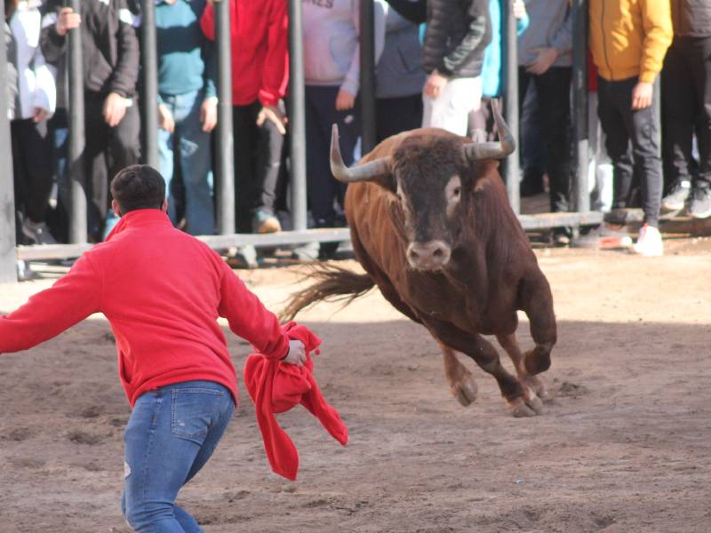 Almenara termina las exhibiciones taurinas de diciembre con dos nuevos toros cerriles