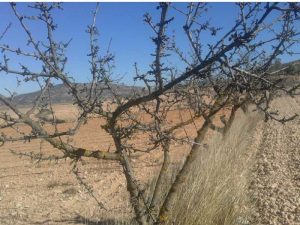 La UNIÓ critica que el Plan estratégico de la PAC del Ministerio dejará sin ayuda asociada a la mitad de los frutos secos tradicionales de la Comunidad