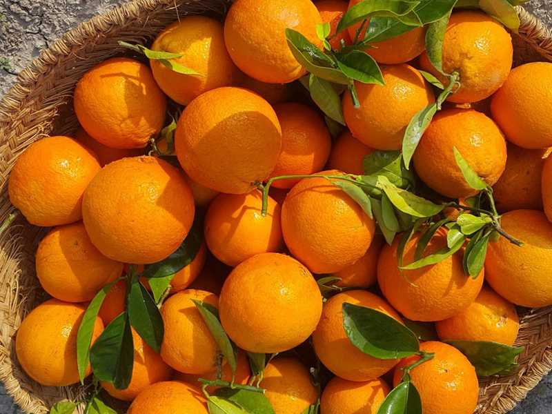 AVA-ASAJA tacha la Ley de la Cadena de “nacer lisiada” al consentir precios de naranjas que solo cubren la tercera parte de los costes