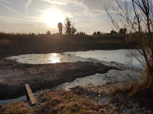 El Consorcio gestor del Paisaje Protegido de la Desembocadura del río Mijares aprueba un presupuesto de 270.000€ para 2022