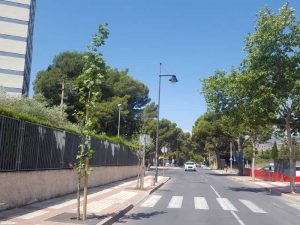 Más palmeras, fresnos, acacias y moreras, entre otros, en la costa y pueblo de Benicàssim