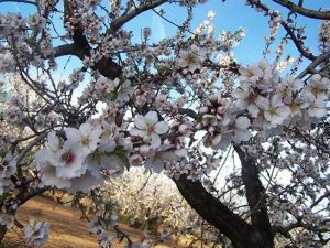 La belleza de los almendros en flor de Albocàsser, a concurso