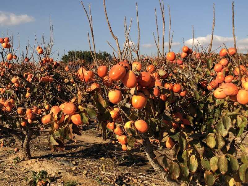 La UNIÓ de LLauradors señala que los productores valencianos dejaron de cultivar el pasado año más de 2.000 hectáreas de mandarinos y casi 900 de caqui