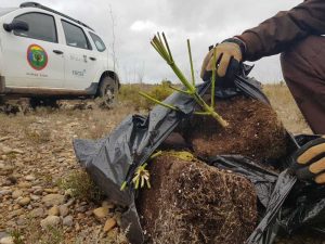 La Guardería Rural del paraje dels Millars encuentra 45 bolsas con restos de plantas de marihuana
